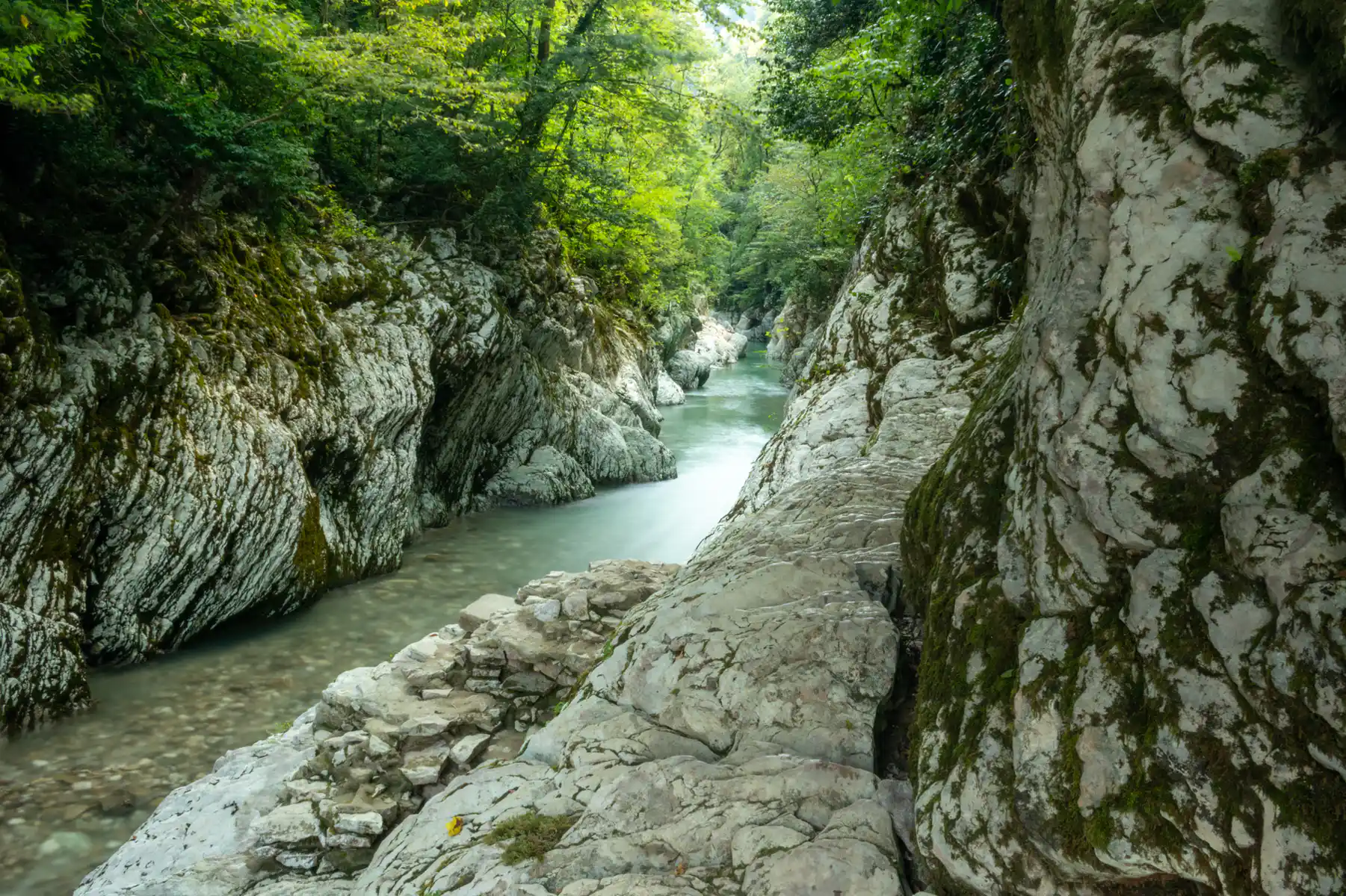 Природа Хосты с фотосетом Природа Хосты с фотосетом